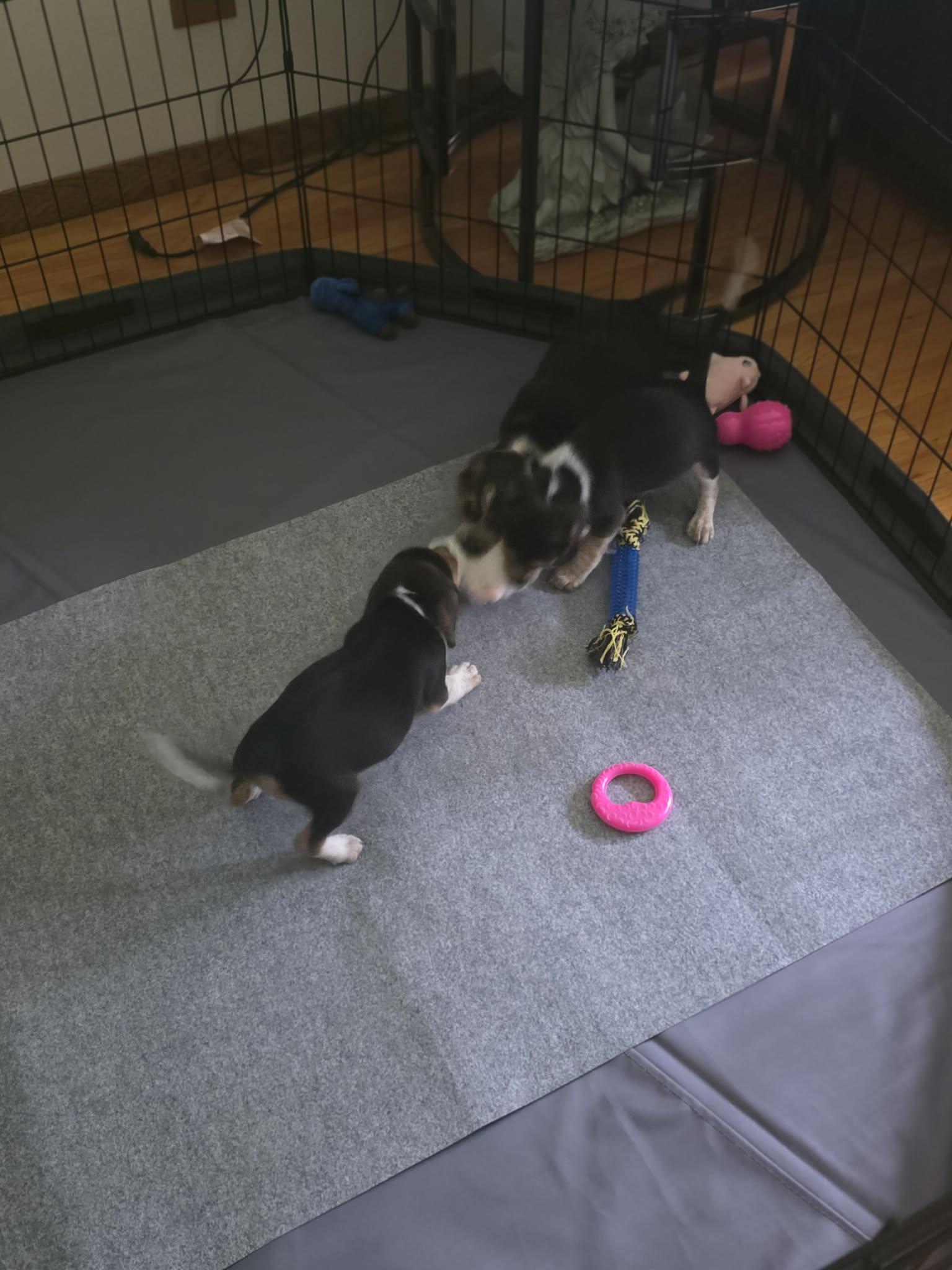 Enlarge Chance. ADOPTED, an adopted Beagle in Union Grove, WI image 6/6