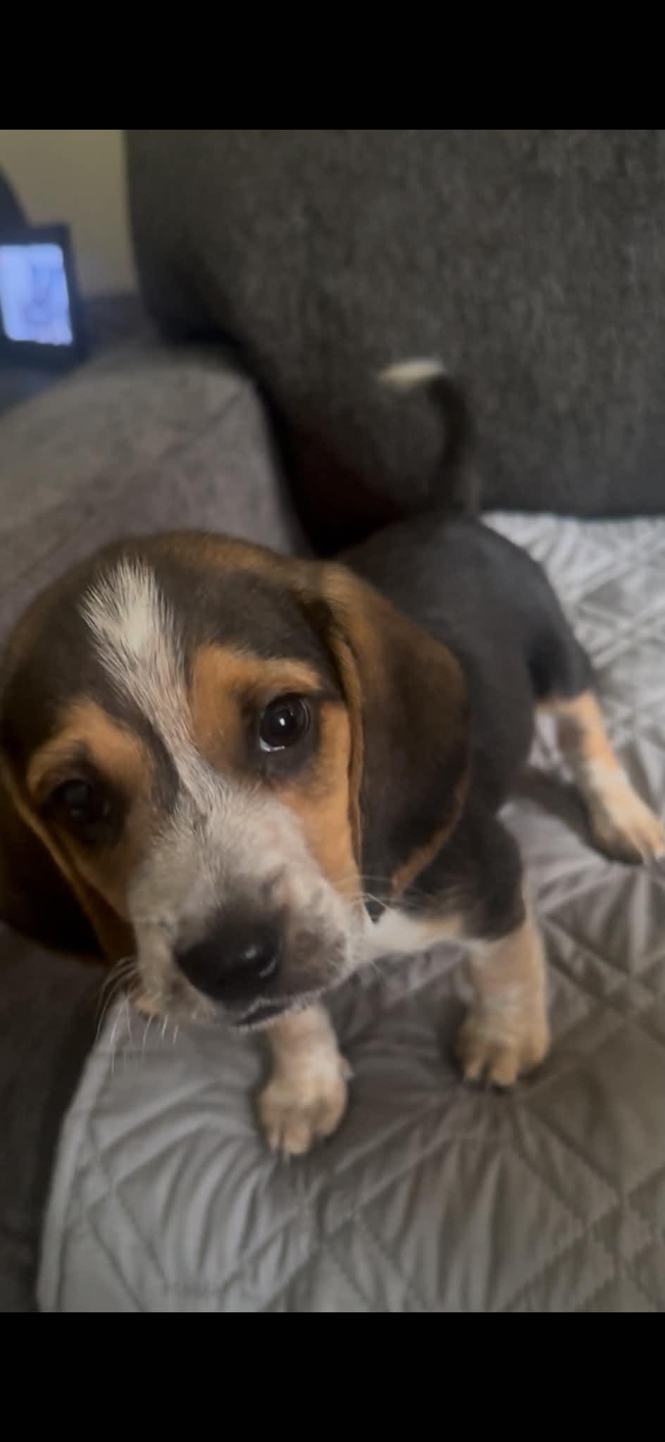 Enlarge Chance. ADOPTED, an adopted Beagle in Union Grove, WI image 5/6