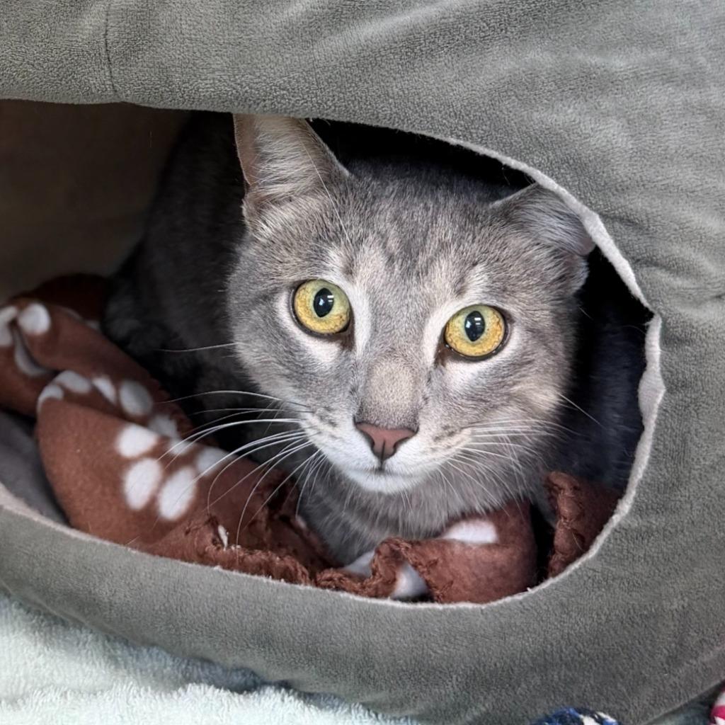 Ricky, Adoptable, Young Male Domestic Short Hair.