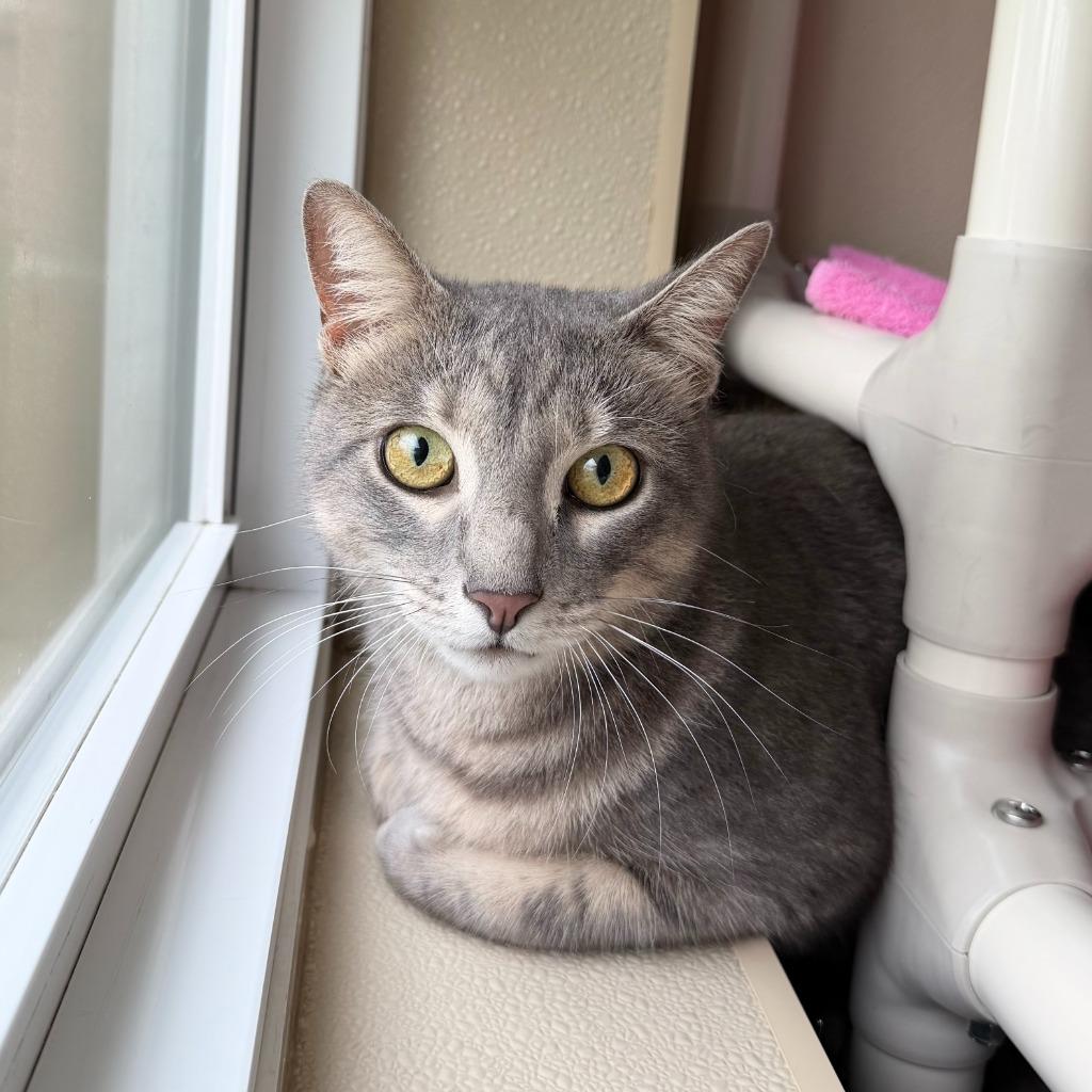 Enlarge Ricky, a Adoptable Domestic Short Hair in State College, PA image 2/2
