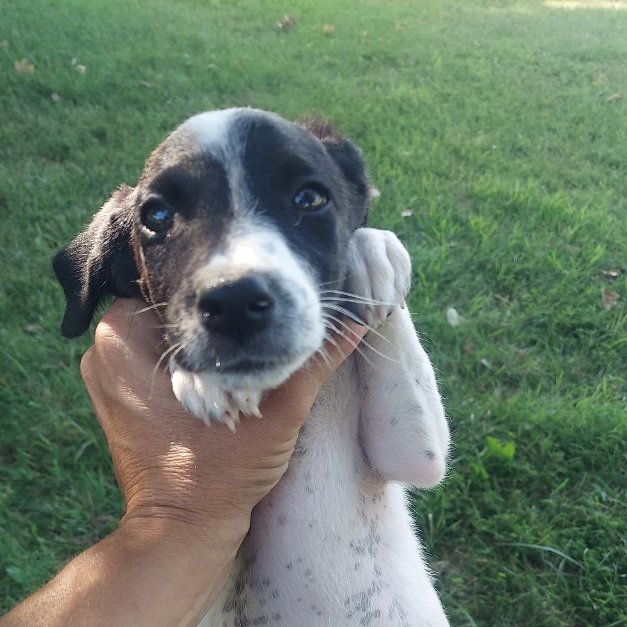 Dog for adoption Rocky, an Australian Cattle Dog / Blue Heeler