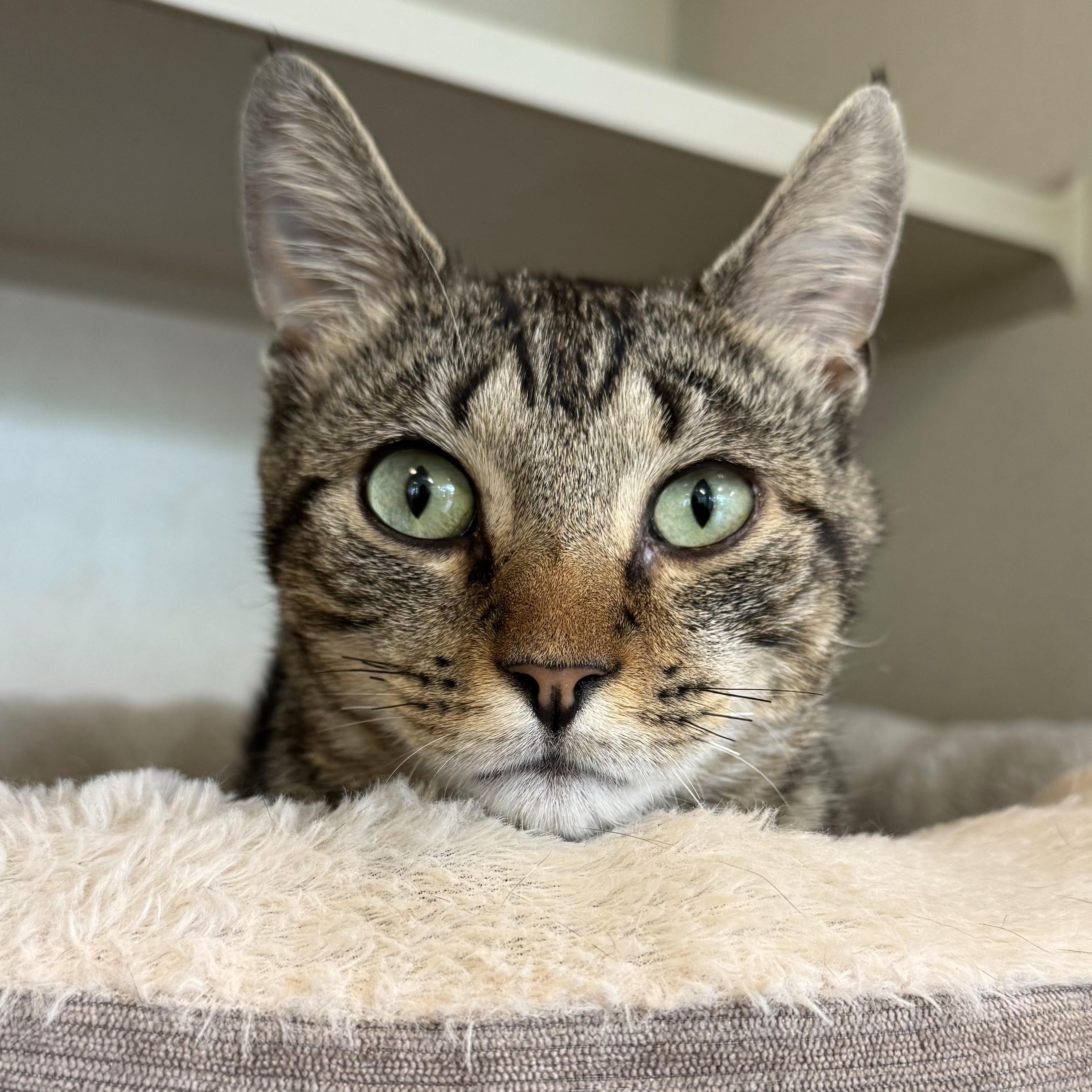 Sir Purr, Adult Male Tabby