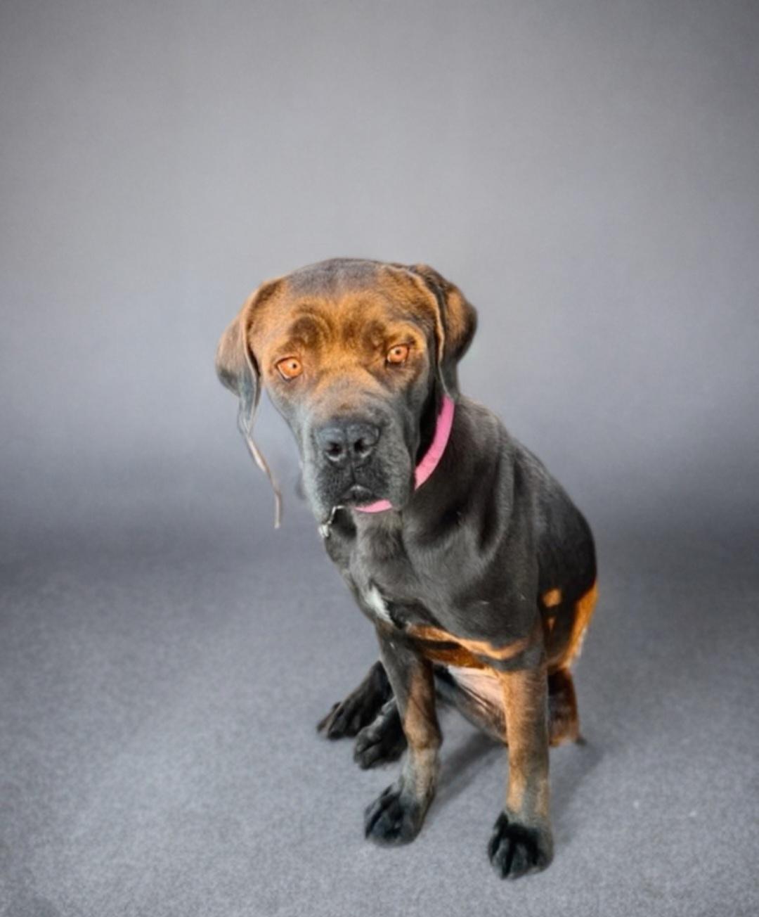 Enlarge Honey, a Adopted mixed breed in merrillville, IN image 2/3