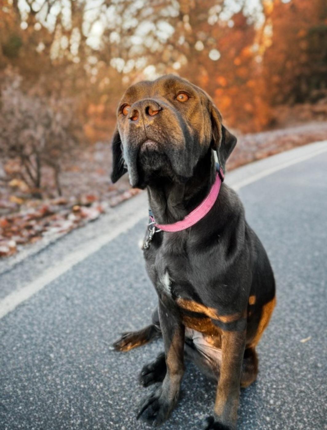 Enlarge Honey, a Adopted mixed breed in merrillville, IN image 3/3
