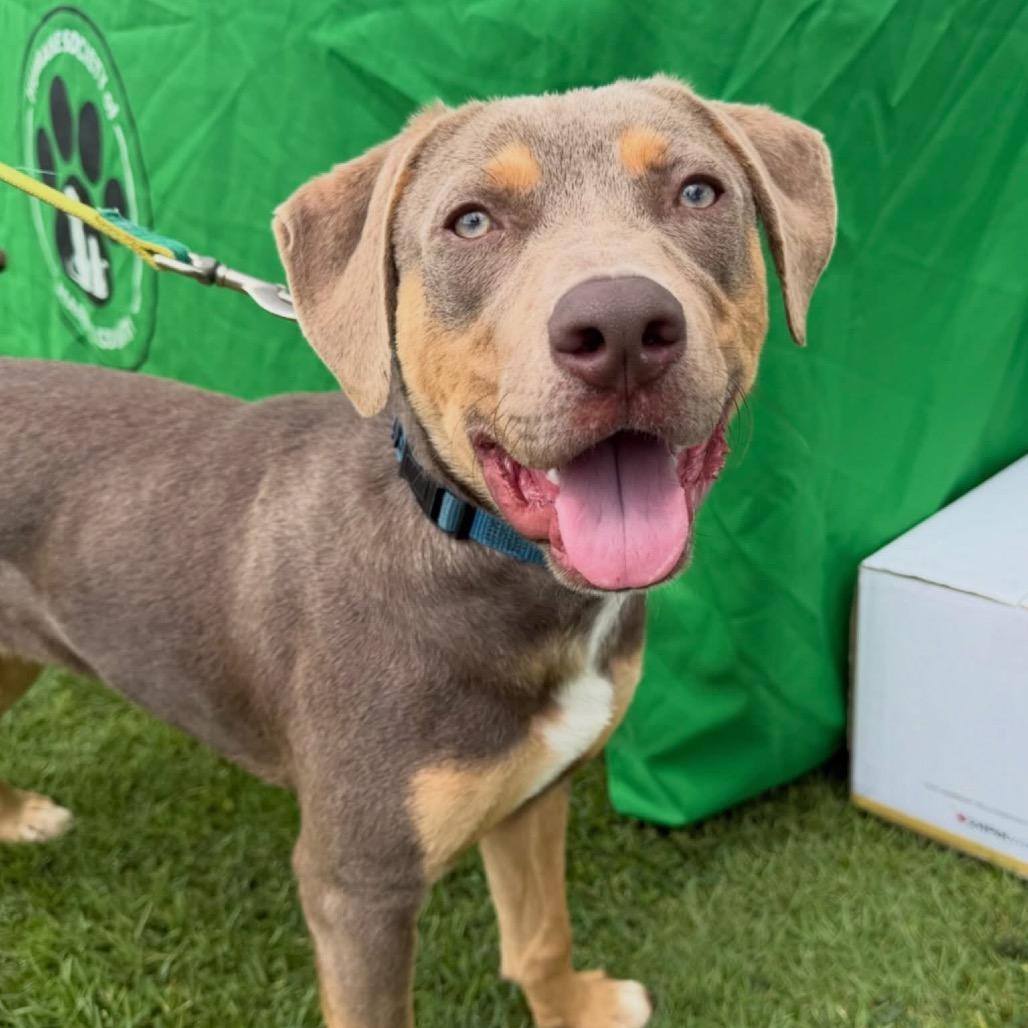 Chandler 6553, Adoptable, Young Male Mixed Breed.