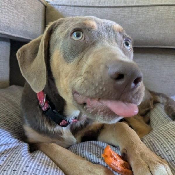 Chandler 6553, a Adoptable Mixed Breed in Hamilton, GA image 2/6