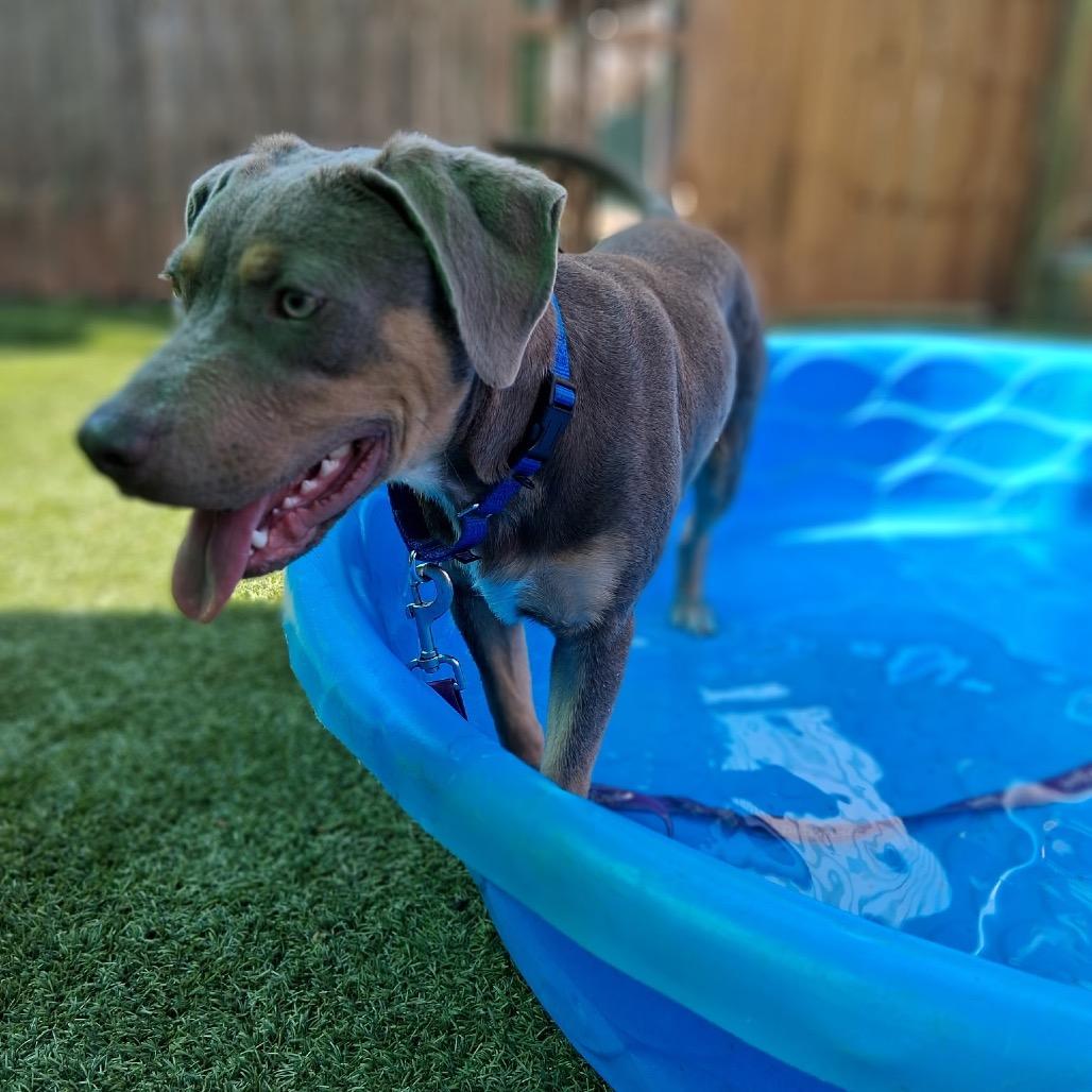 Chandler 6553, a Adoptable Mixed Breed in Hamilton, GA image 3/6
