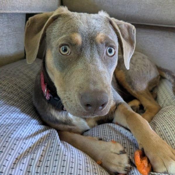 Chandler 6553, a Adoptable Mixed Breed in Hamilton, GA image 4/6