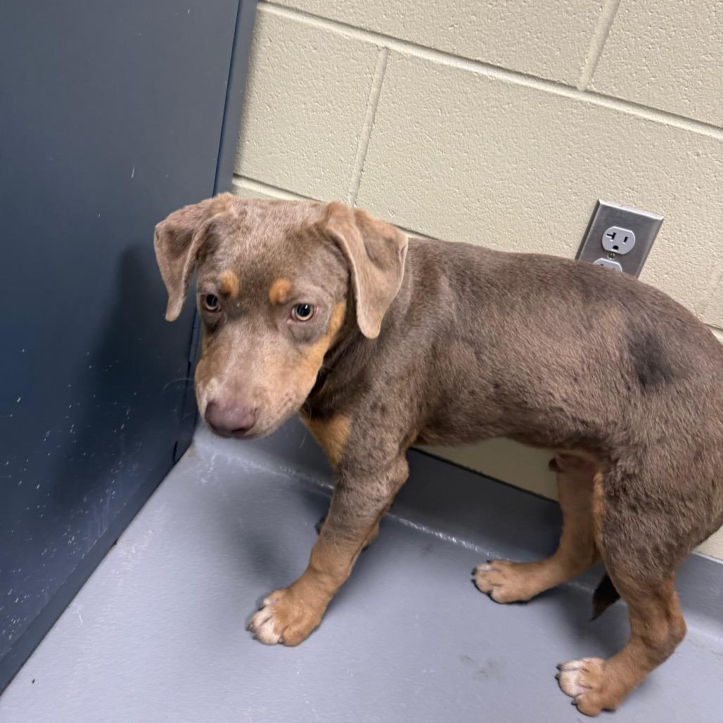 Chandler 6553, a Adoptable Mixed Breed in Hamilton, GA image 5/6