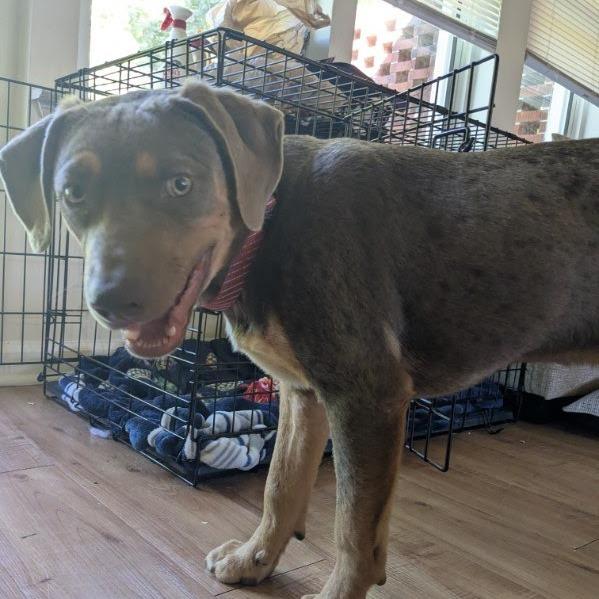 Chandler 6553, a Adoptable Mixed Breed in Hamilton, GA image 6/6