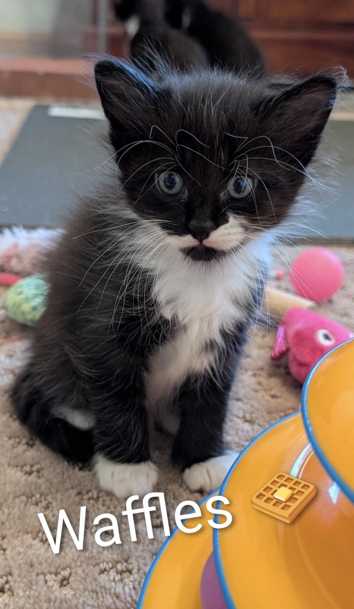 Enlarge Waffles, a Adoptable Domestic Medium Hair in Homewood, IL image 3/3