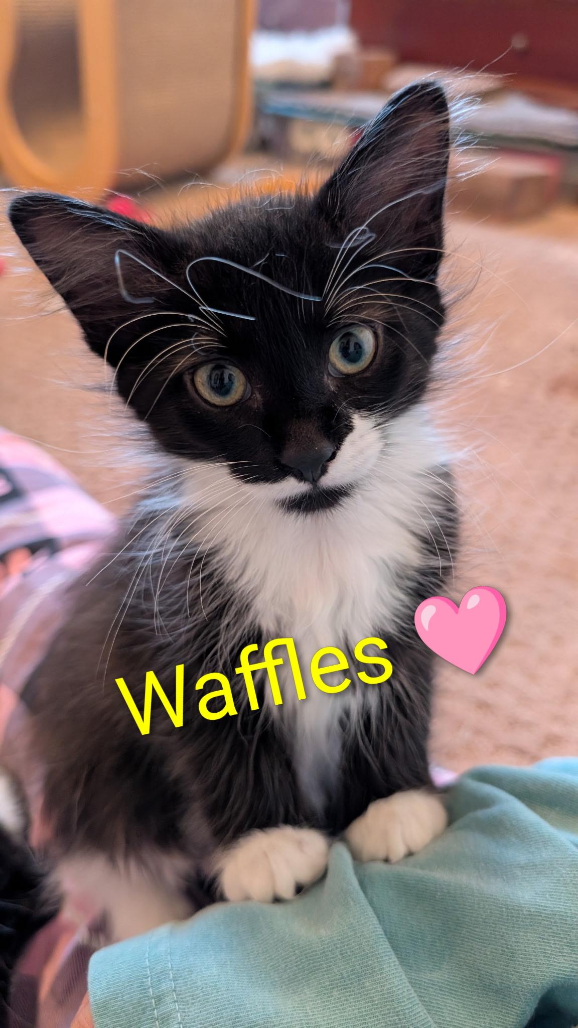 Enlarge Waffles, a Adoptable Domestic Medium Hair in Homewood, IL image 1/3