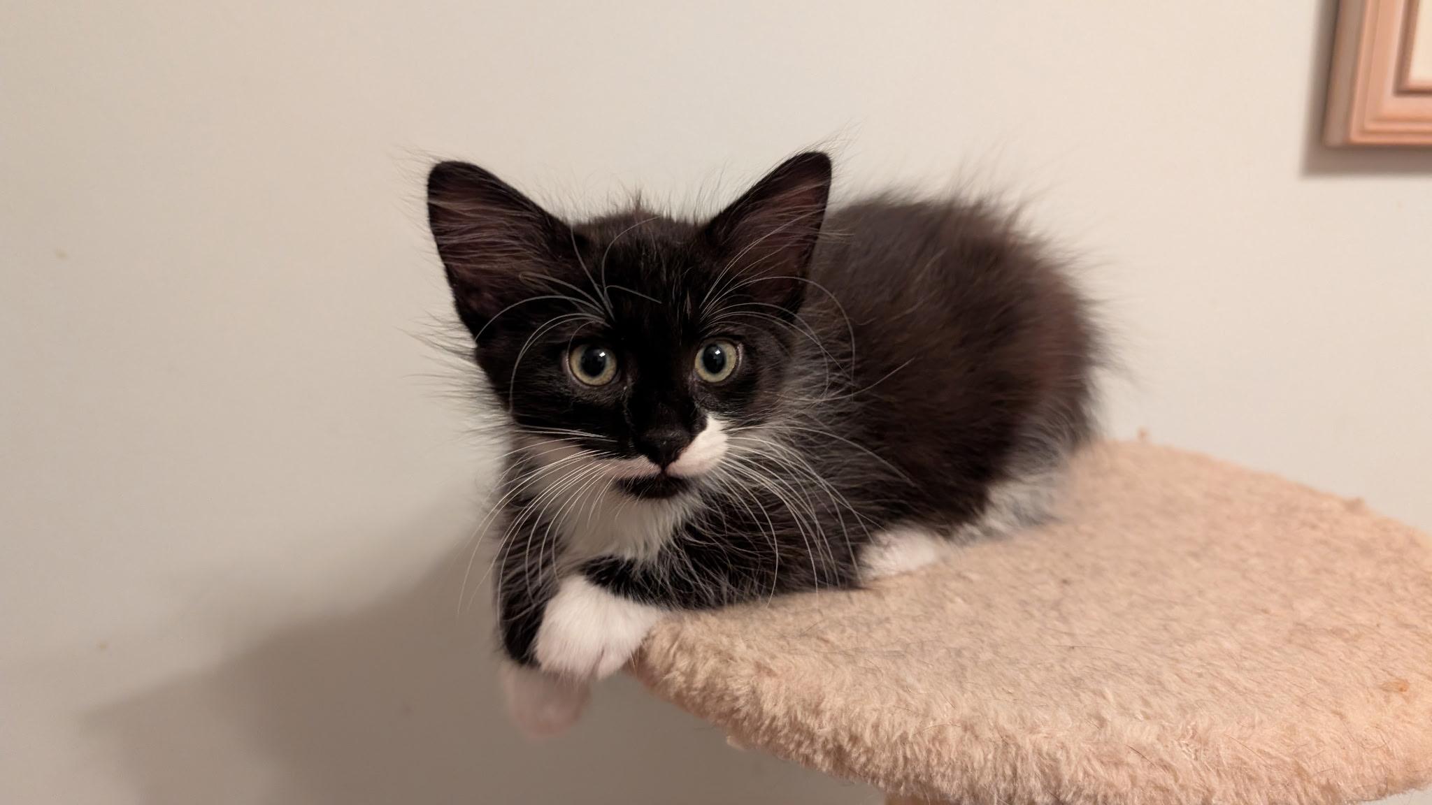 Enlarge Waffles, a Adoptable Domestic Medium Hair in Homewood, IL image 2/3