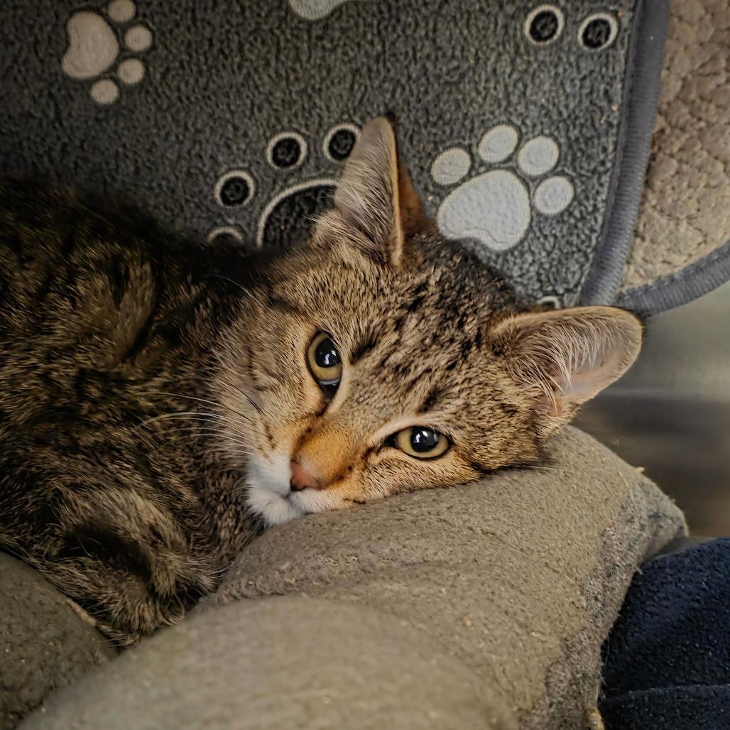 Peedee, Adoptable, Young Male Domestic Short Hair.