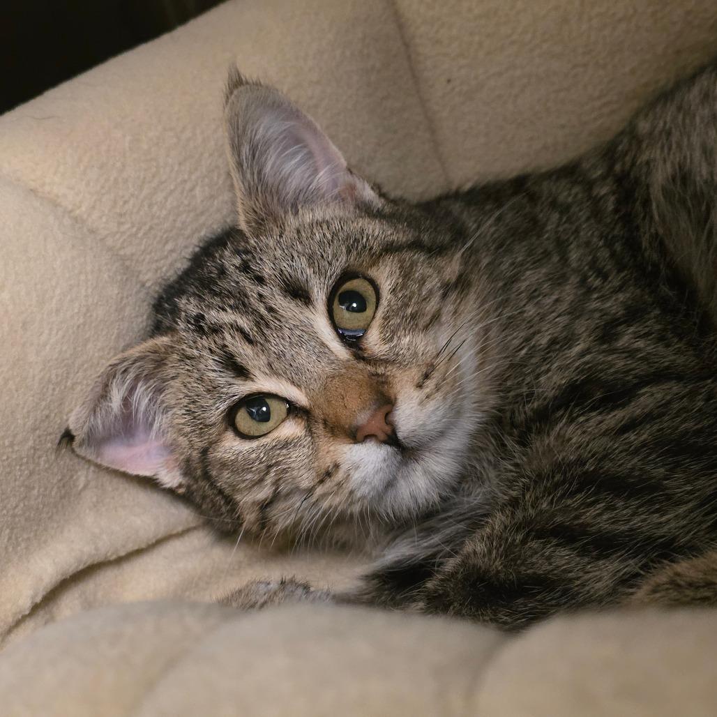 Peedee, Adoptable, Young Male Domestic Short Hair.