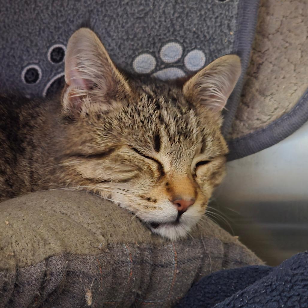 Peedee, Adoptable, Young Male Domestic Short Hair.