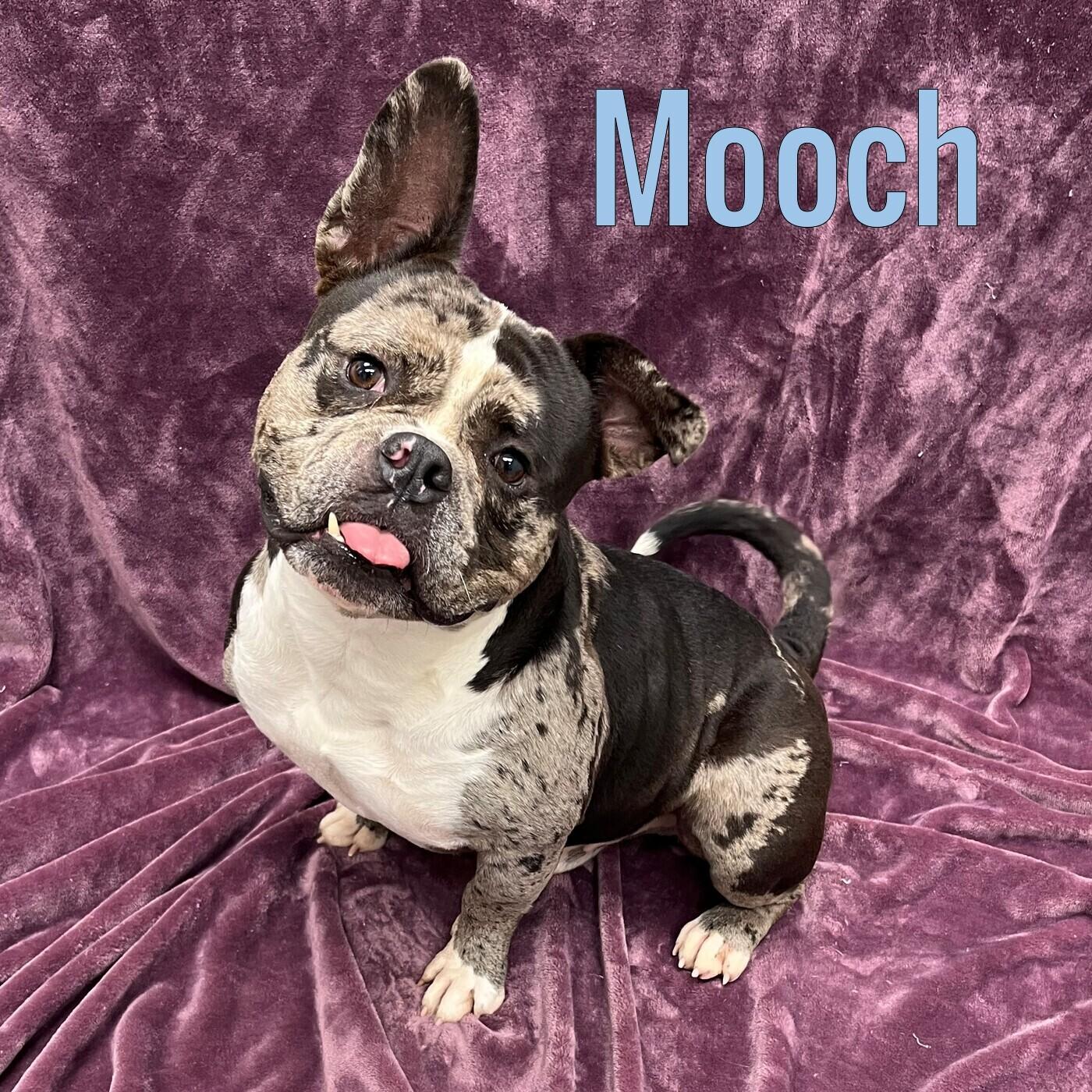 Mooch, ADOPTABLE, Adult Male American Bully.