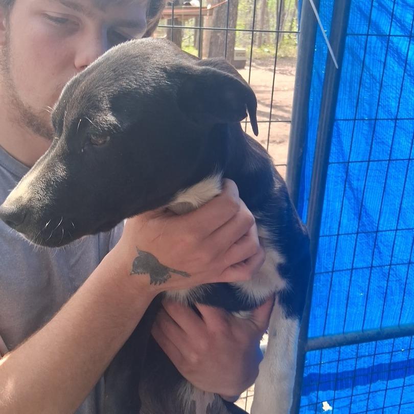 Athena*, a Adoptable mixed breed in Rossville, GA image 1/2
