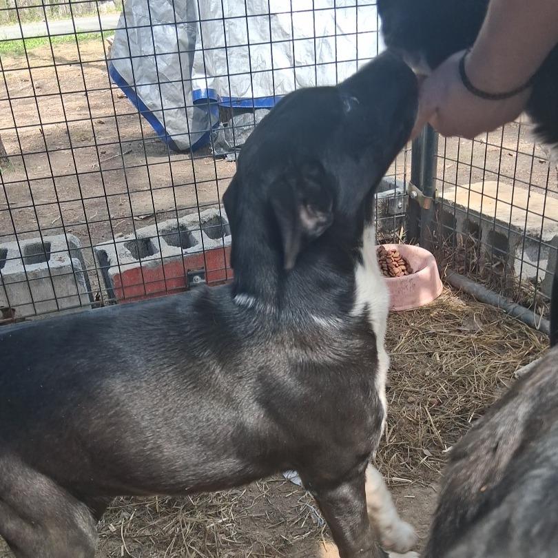 Athena*, a Adoptable mixed breed in Rossville, GA image 2/2
