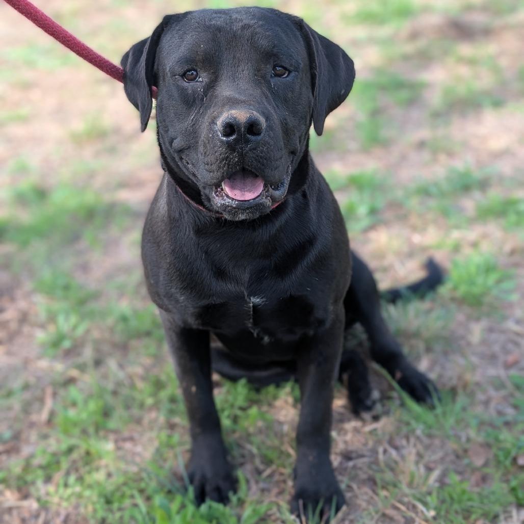 Haku, Adoptable, Adult Male Pit Bull Terrier & Mixed Breed.
