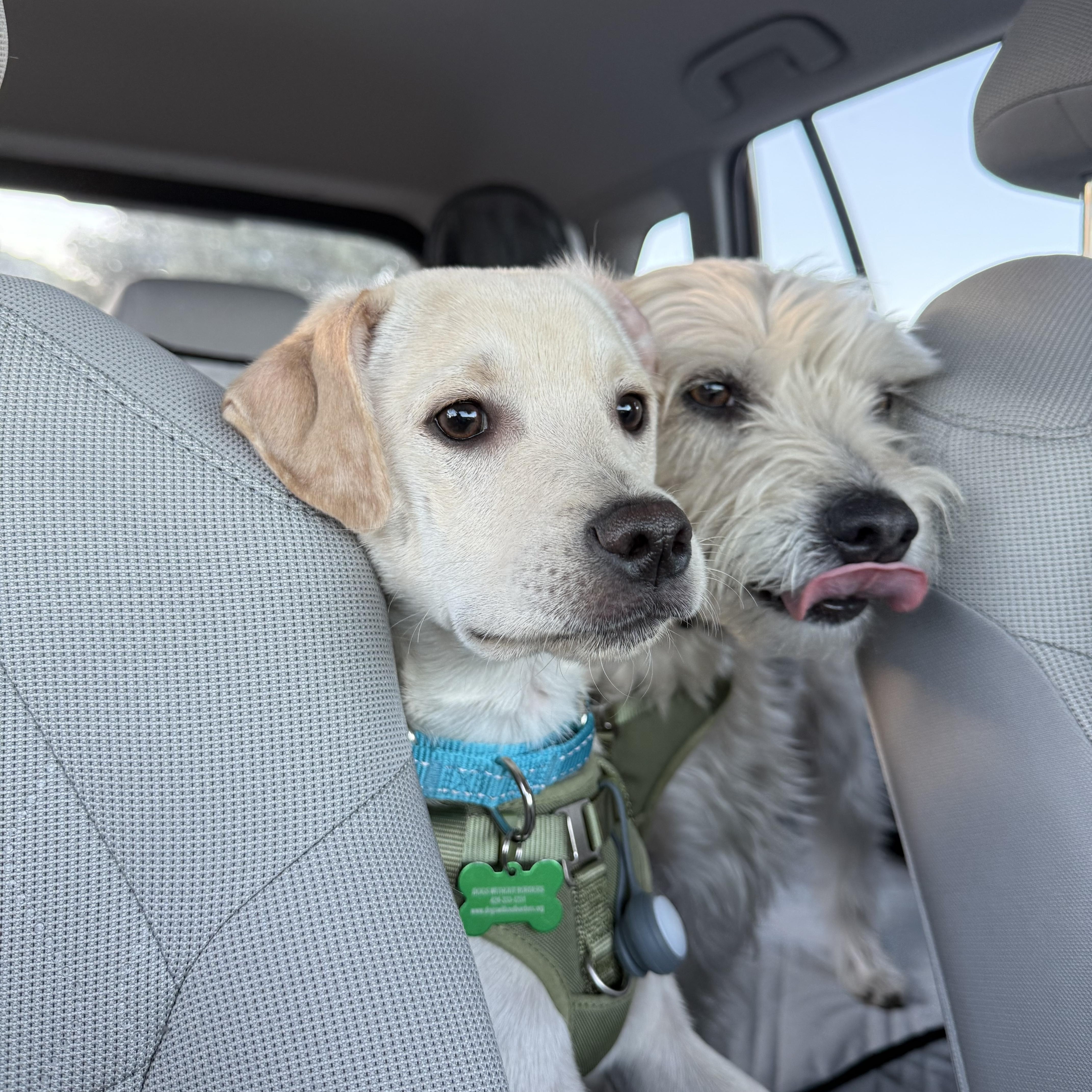 Enlarge Moe, an adopted mixed breed in Los Angeles, CA image 2/3