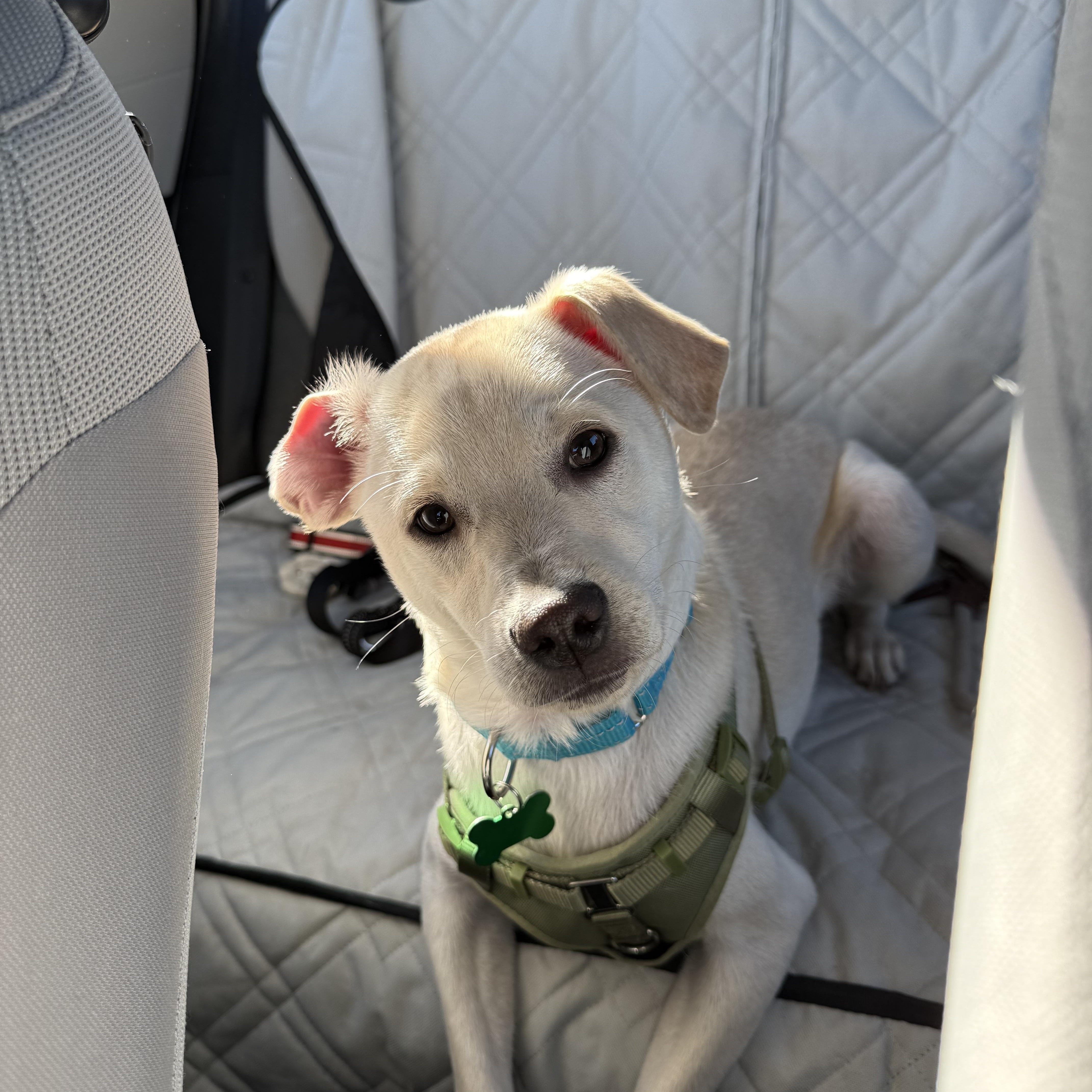 Enlarge Moe, an adopted mixed breed in Los Angeles, CA image 1/3