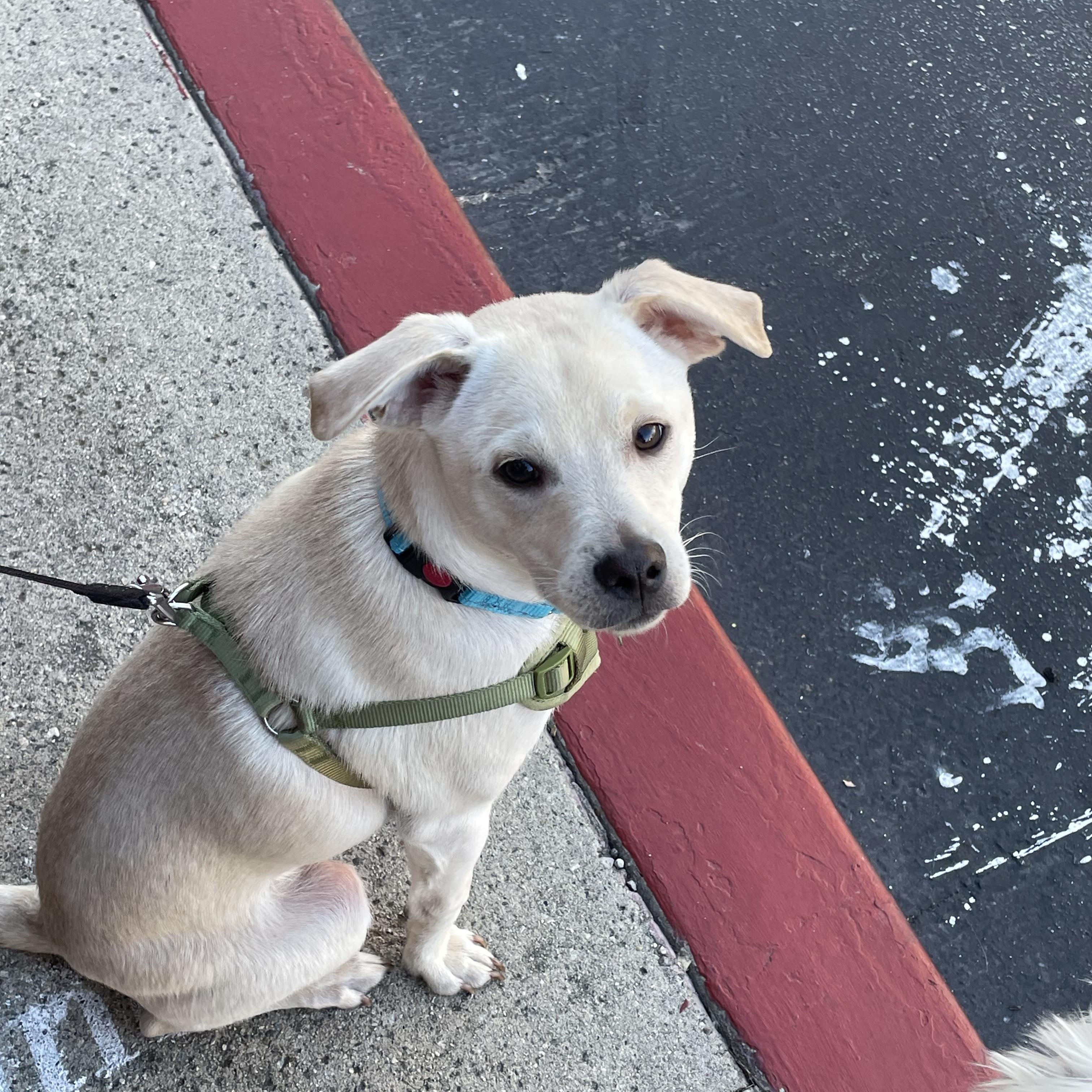 Enlarge Moe, an adopted mixed breed in Los Angeles, CA image 3/3