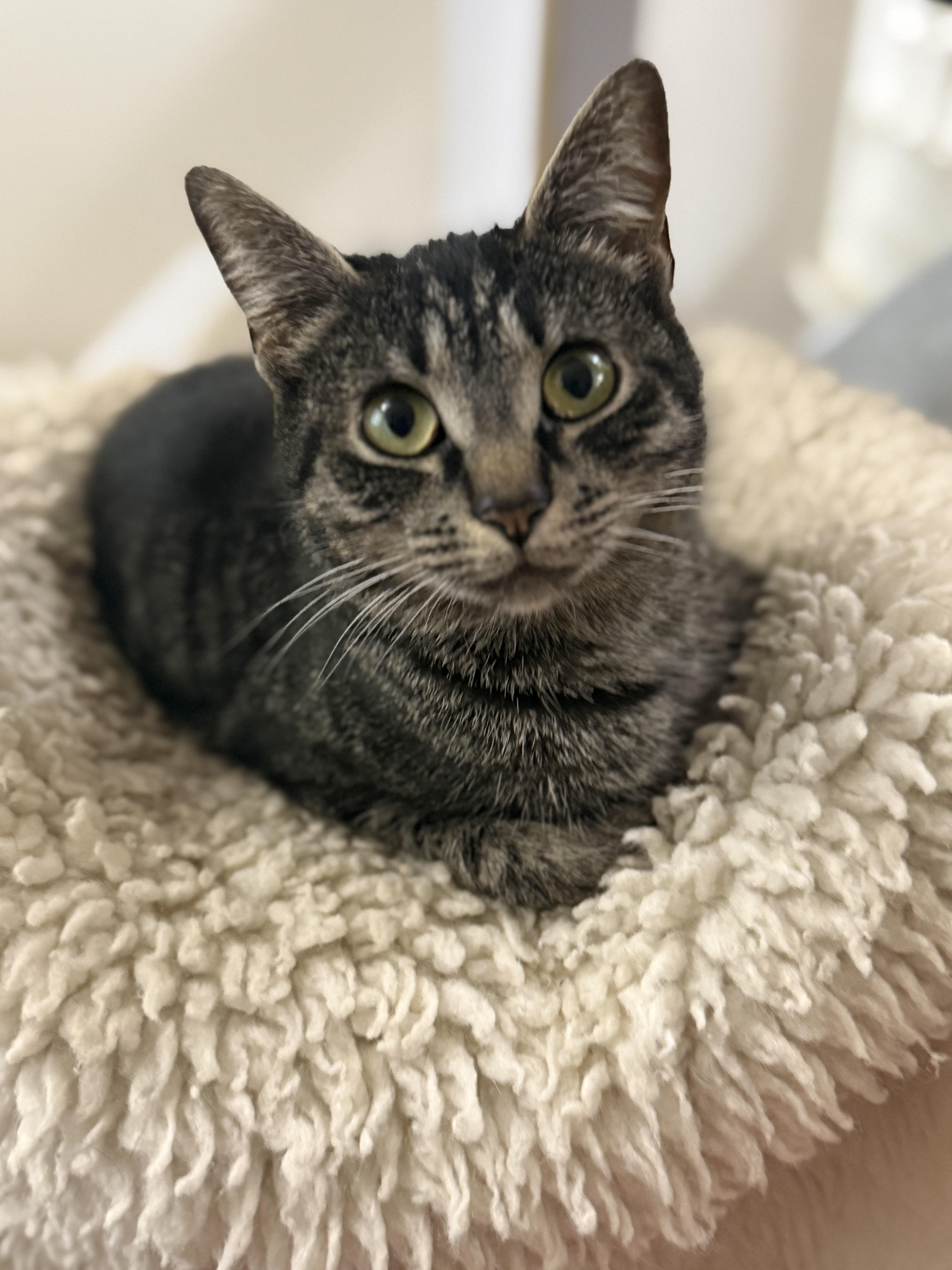 Enlarge Evelyn, a Adoptable Domestic Short Hair in Philadelphia, PA image 1/6