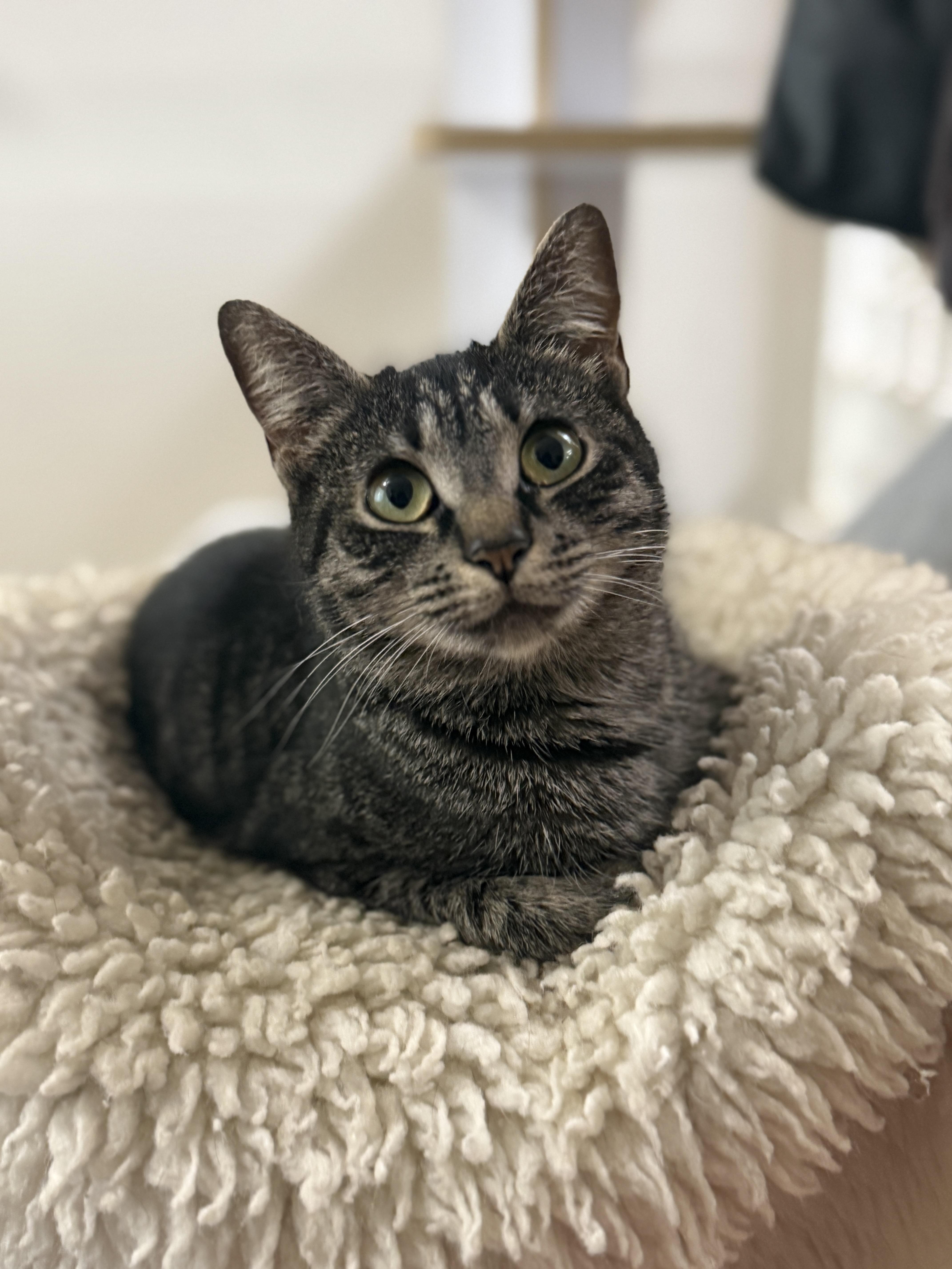 Enlarge Evelyn, a Adoptable Domestic Short Hair in Philadelphia, PA image 2/6