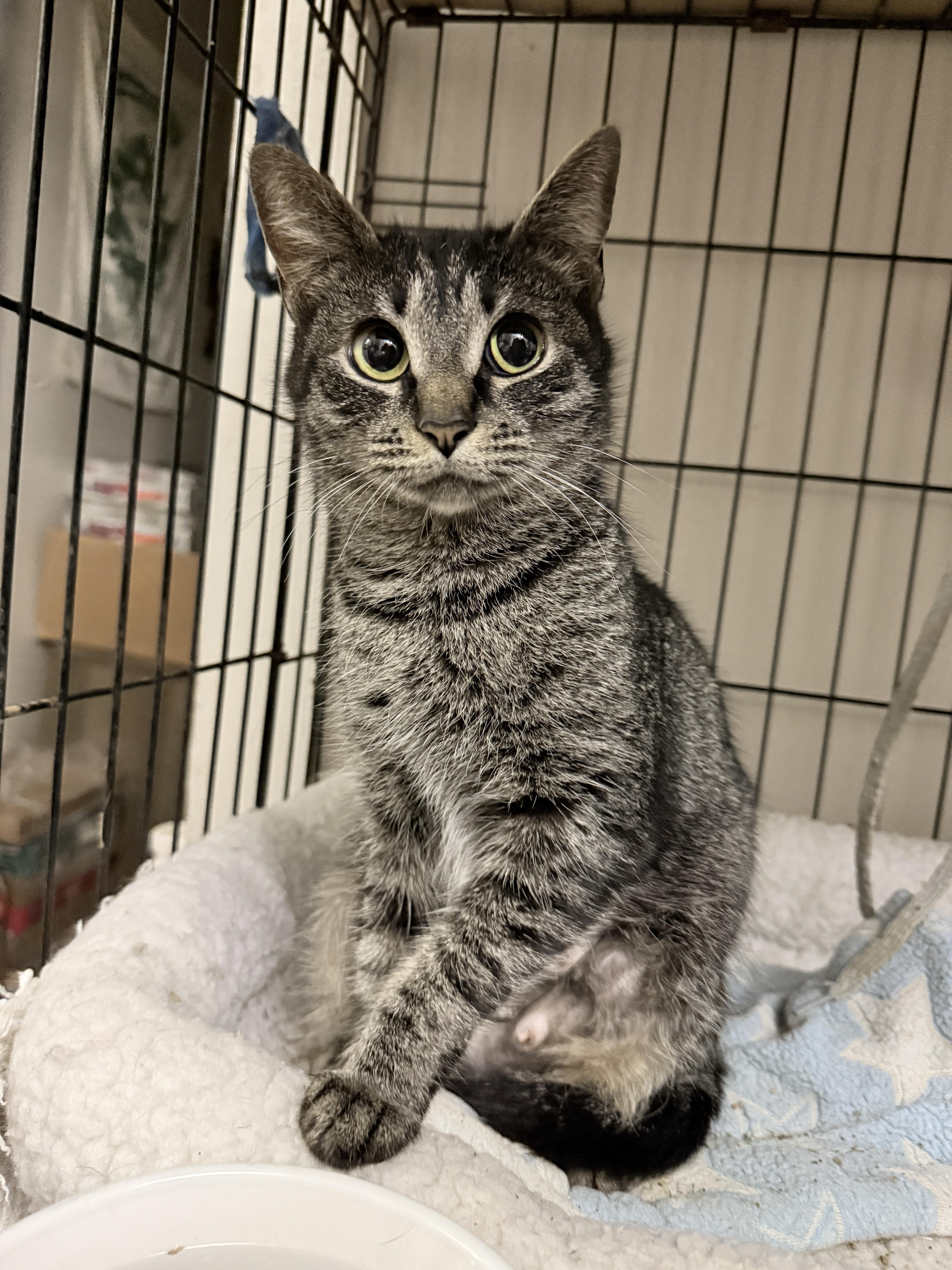 Enlarge Evelyn, a Adoptable Domestic Short Hair in Philadelphia, PA image 3/6