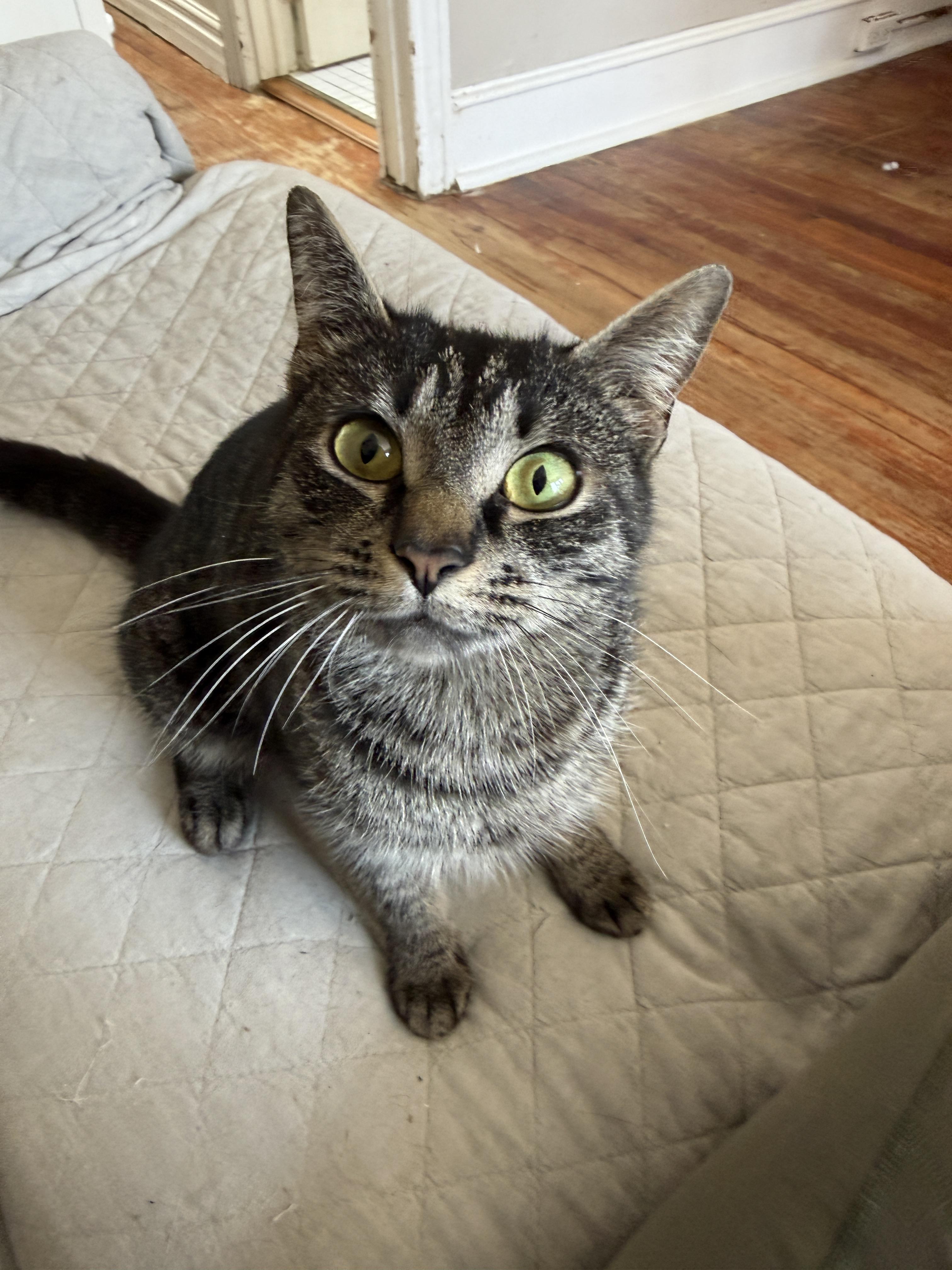 Enlarge Evelyn, a Adoptable Domestic Short Hair in Philadelphia, PA image 4/6