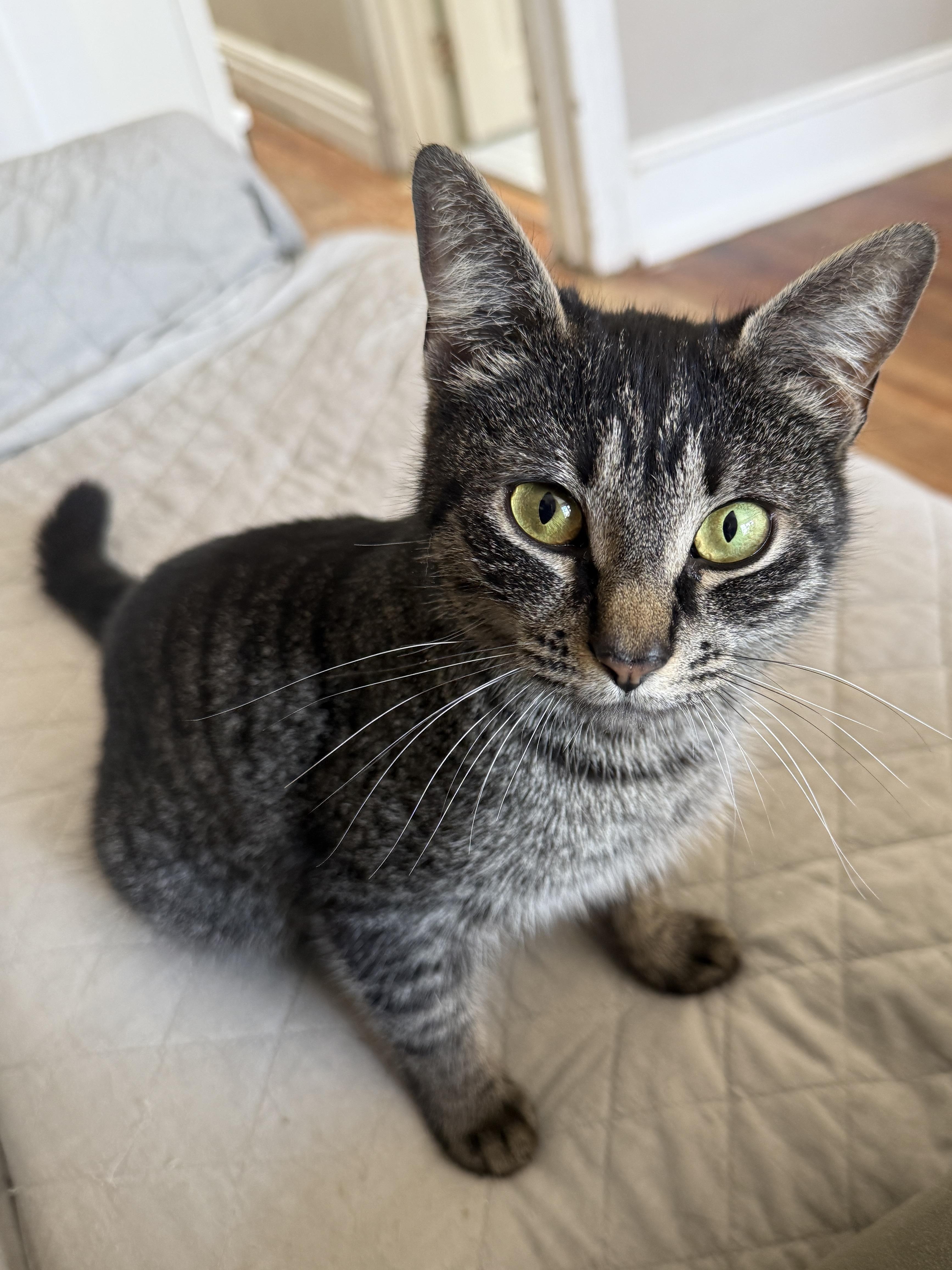 Enlarge Evelyn, a Adoptable Domestic Short Hair in Philadelphia, PA image 5/6