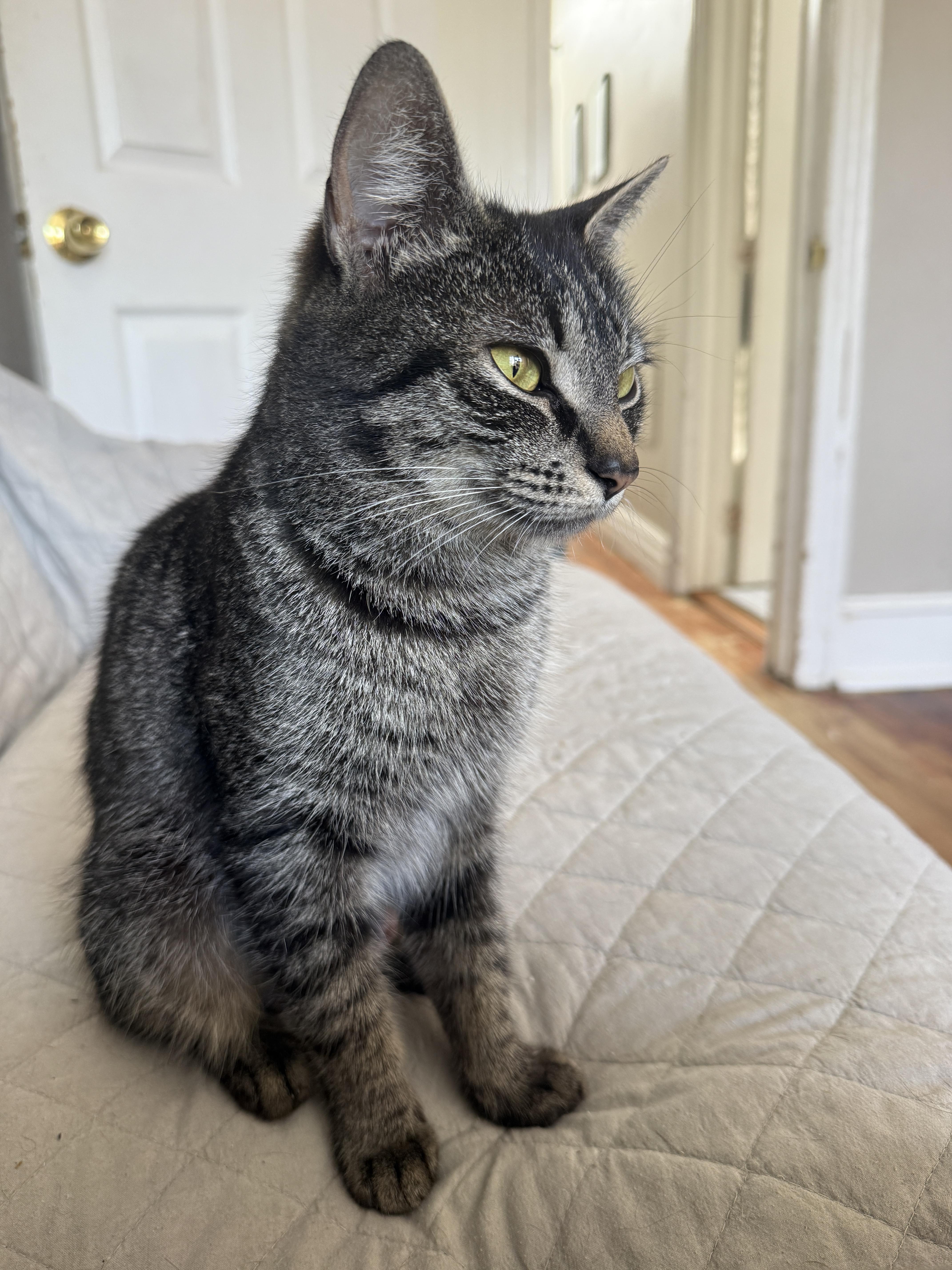 Enlarge Evelyn, a Adoptable Domestic Short Hair in Philadelphia, PA image 6/6