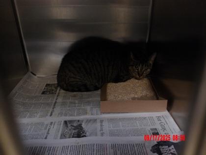 Enlarge Princess, a Adoptable Domestic Short Hair in North Richland Hills, TX image 1/1