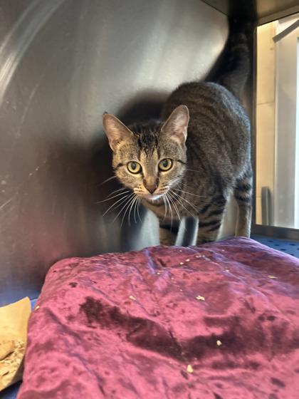 Enlarge Princess, a Adoptable Domestic Short Hair in North Richland Hills, TX image 2/3