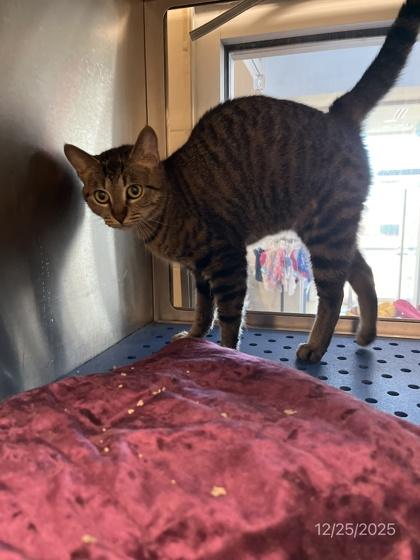 Enlarge Princess, a Adoptable Domestic Short Hair in North Richland Hills, TX image 3/3