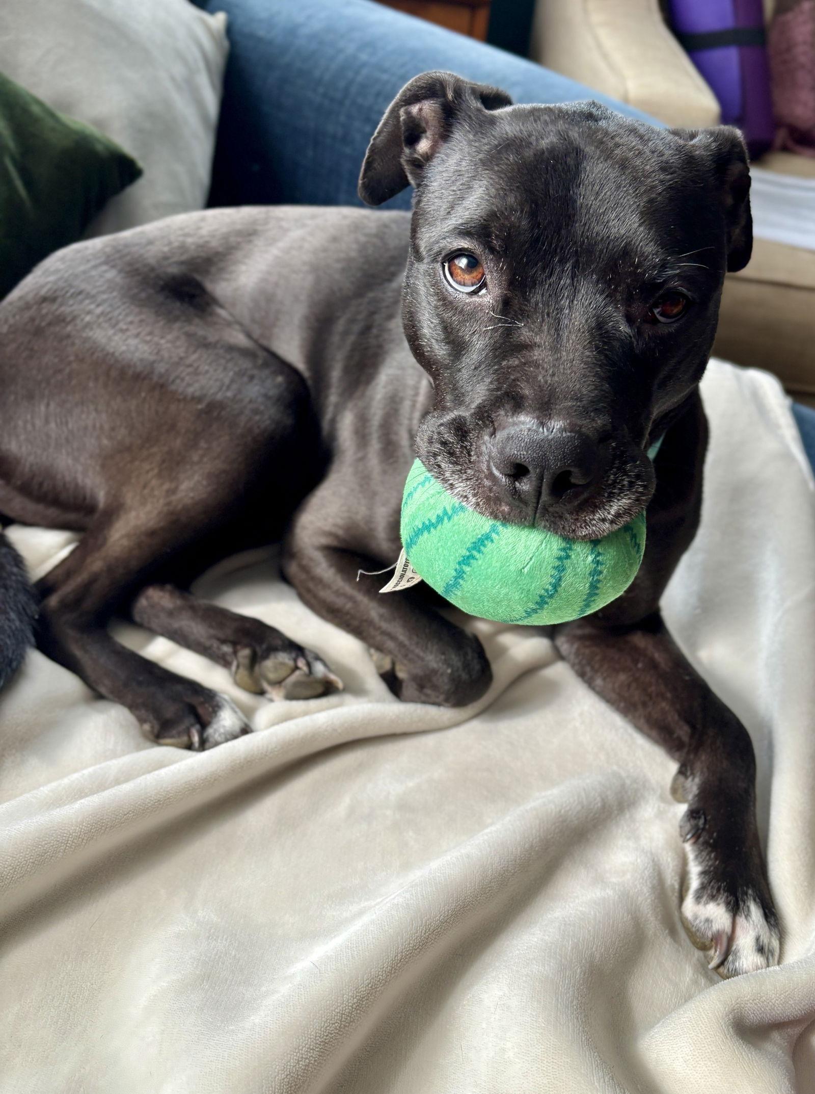 Rubi, a Adoptable Pit Bull Terrier in Dublin, OH image 2/3