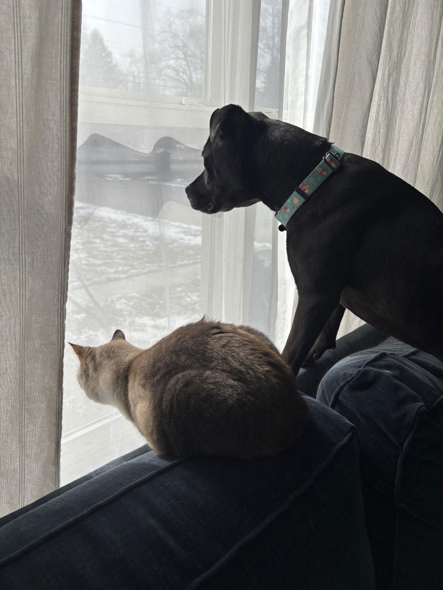 Rubi, a Adoptable Pit Bull Terrier in Dublin, OH image 3/3