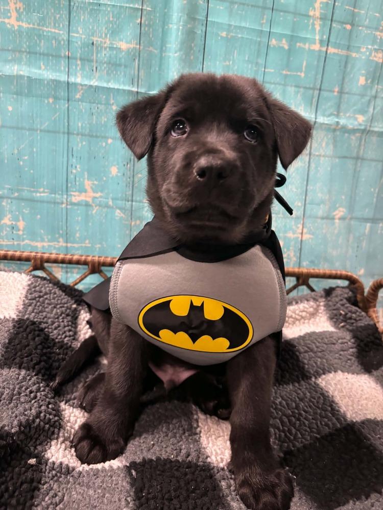 Enlarge Crunch, a Adoptable mixed breed in Dorr, MI image 1/6