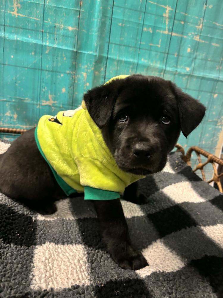 Enlarge Crunch, a Adoptable mixed breed in Dorr, MI image 2/6