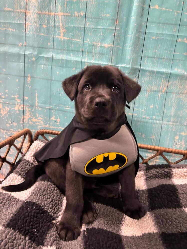 Enlarge Crunch, a Adoptable mixed breed in Dorr, MI image 3/6