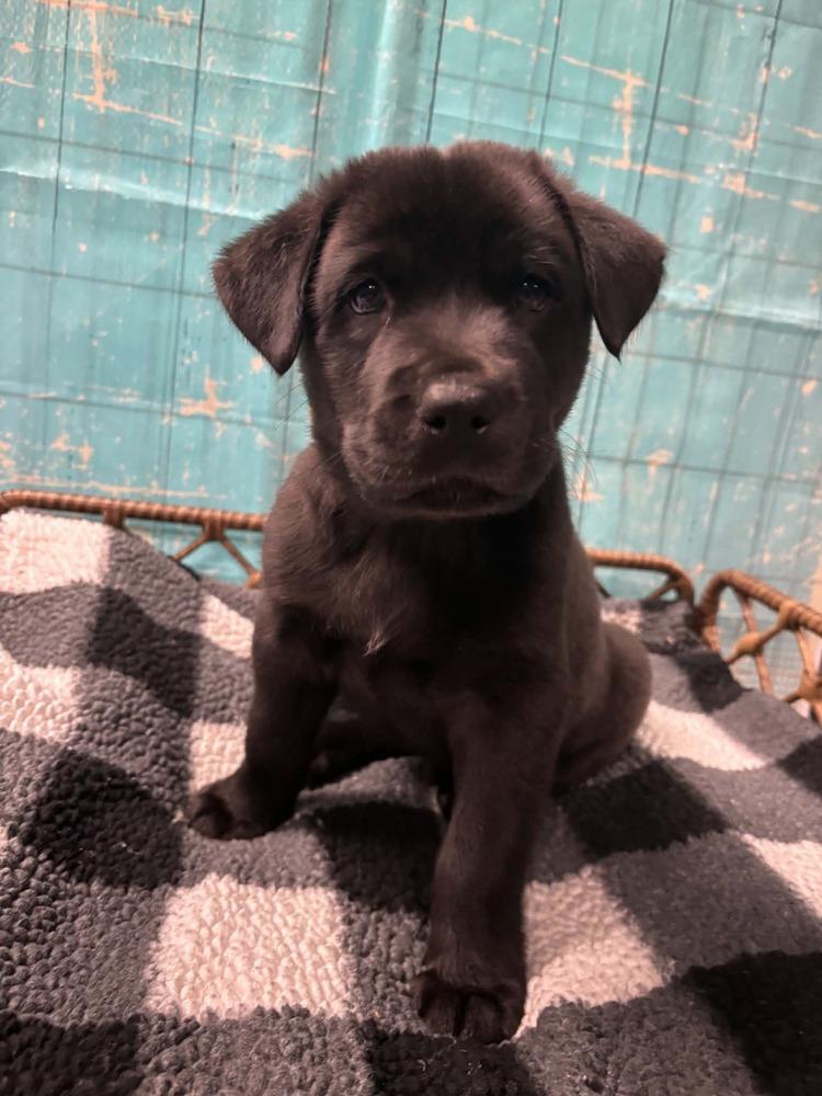 Enlarge Crunch, a Adoptable mixed breed in Dorr, MI image 4/6