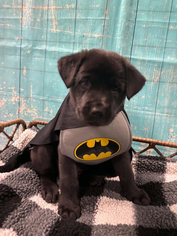 Enlarge Crunch, a Adoptable mixed breed in Dorr, MI image 5/6