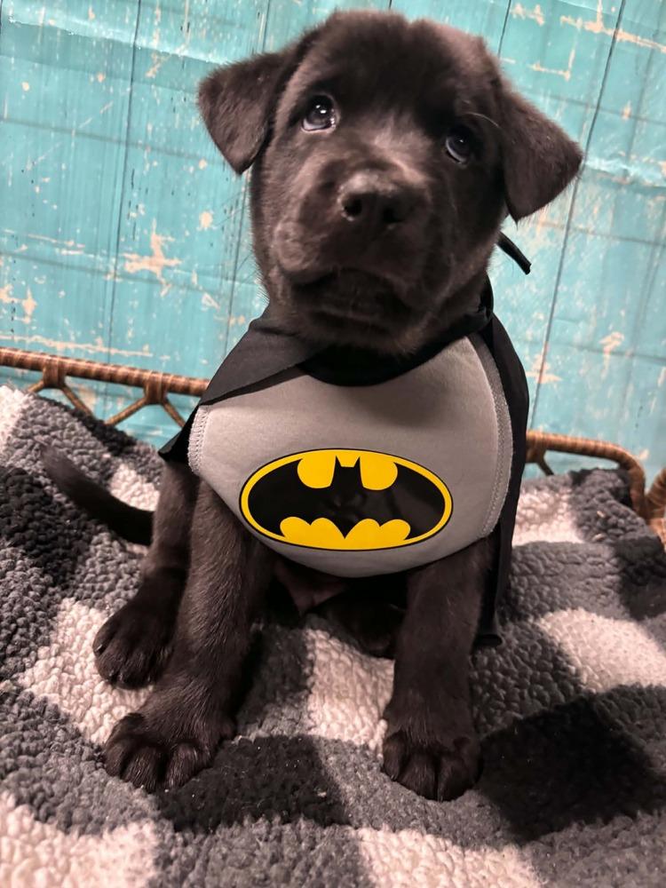 Enlarge Crunch, a Adoptable mixed breed in Dorr, MI image 6/6
