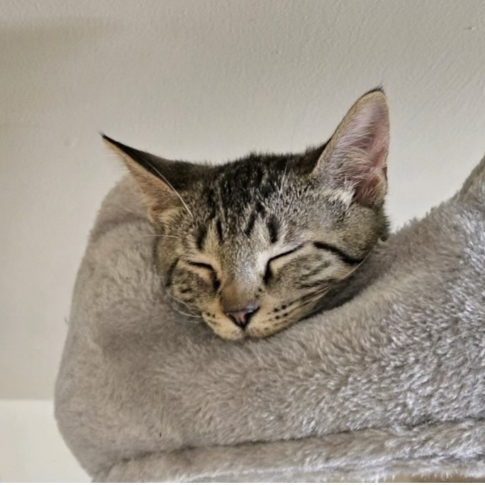 Cat for adoption Beckham, a Domestic Short Hair in Goshen, IN Petfinder