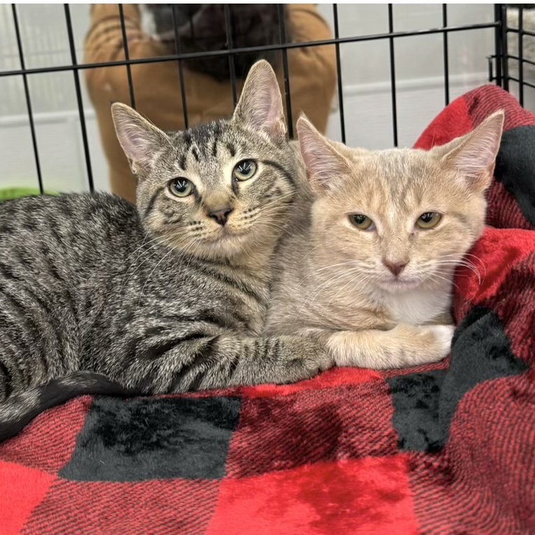 Cat for adoption Beckham, a Domestic Short Hair in Goshen, IN Petfinder