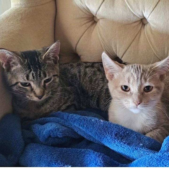 Cat for adoption Beckham, a Domestic Short Hair in Goshen, IN Petfinder