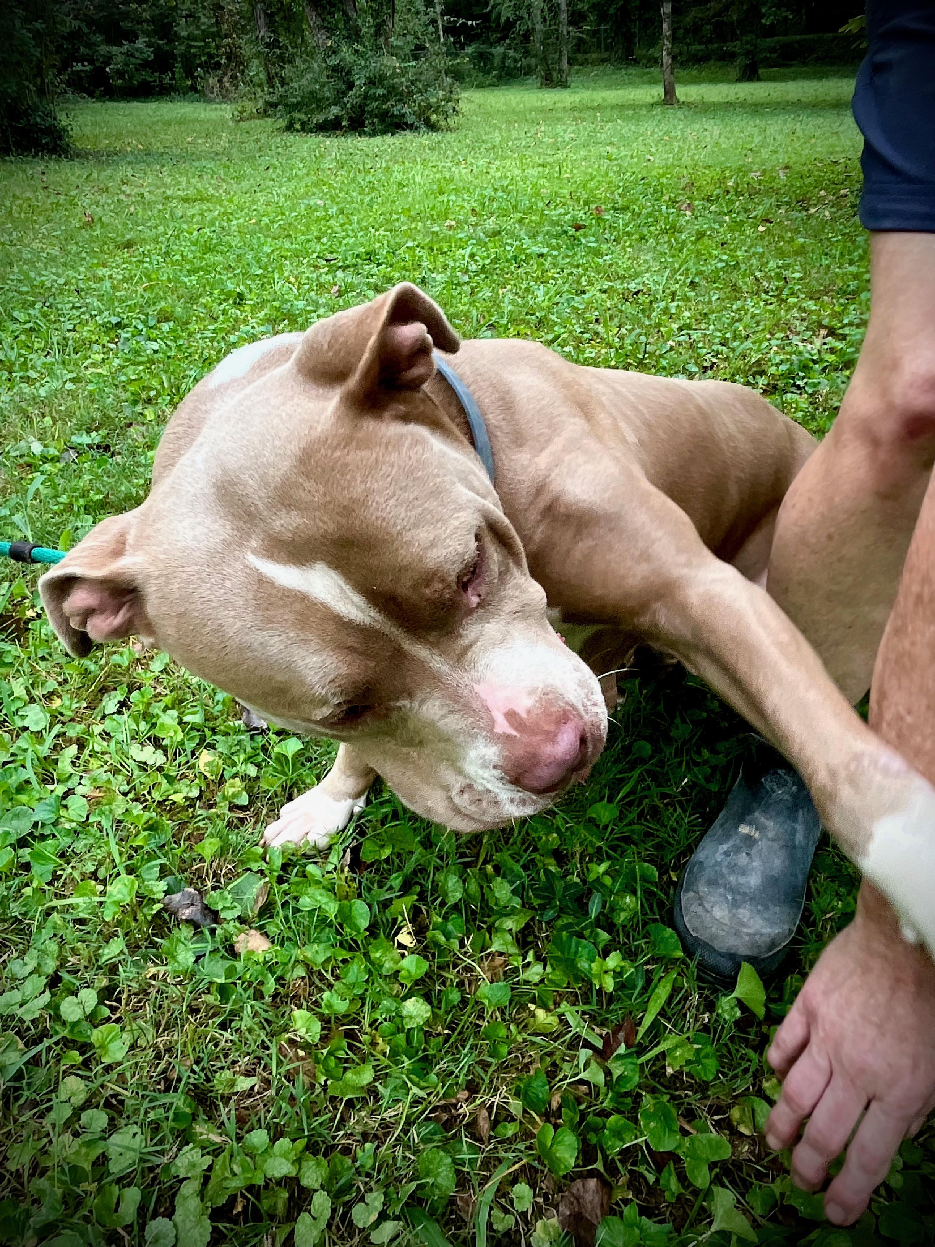 Enlarge Oaklyn, a Adoptable American Bully in Powell, TN image 2/6