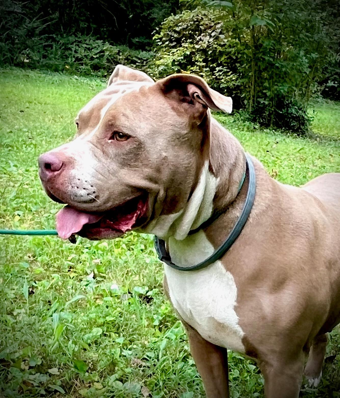 Enlarge Oaklyn, a Adoptable American Bully in Powell, TN image 5/6