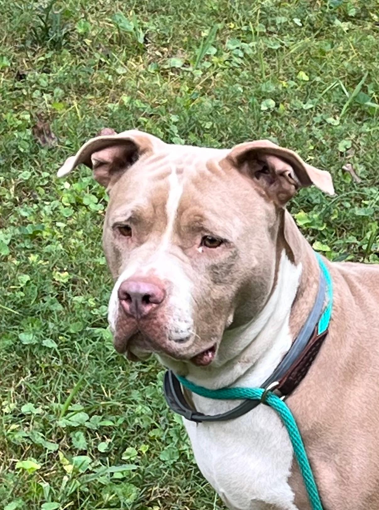 Enlarge Oaklyn, a Adoptable American Bully in Powell, TN image 3/6